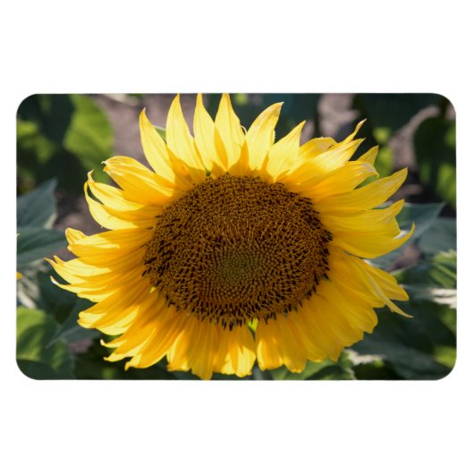 4x6フラットマグネット マグネット (横)