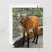 4x6ポストカードテンプレート ポストカード (正面/裏面)