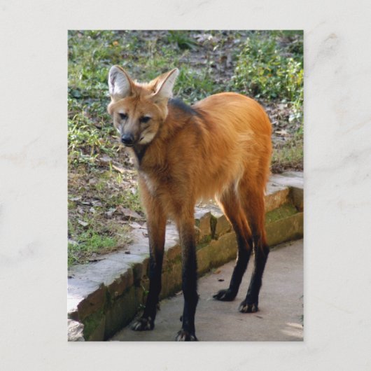 4x6ポストカードテンプレート ポストカード (正面)