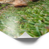 4x6写真黄金のドードルパプピー フォトプリント            (角)