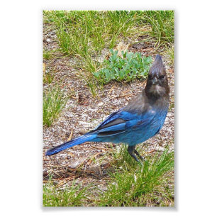 4x6写真blue jay フォトプリント