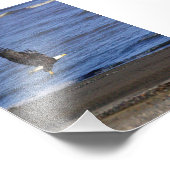 4x6 photo of eagle フォトプリント            (角)