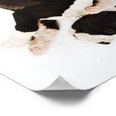 5つのハーレクイングレートダネパパイ眠っている ポスター (角)