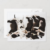 5つのハーレクイングレートダネパパイ眠っている ポストカード (正面/裏面)