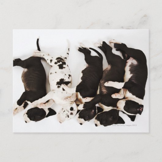 5つのハーレクイングレートダネパパイ眠っている ポストカード (正面)