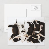 5つのハーレクイン大きなダネの子犬の中で眠っている ポストカード (正面/裏面)