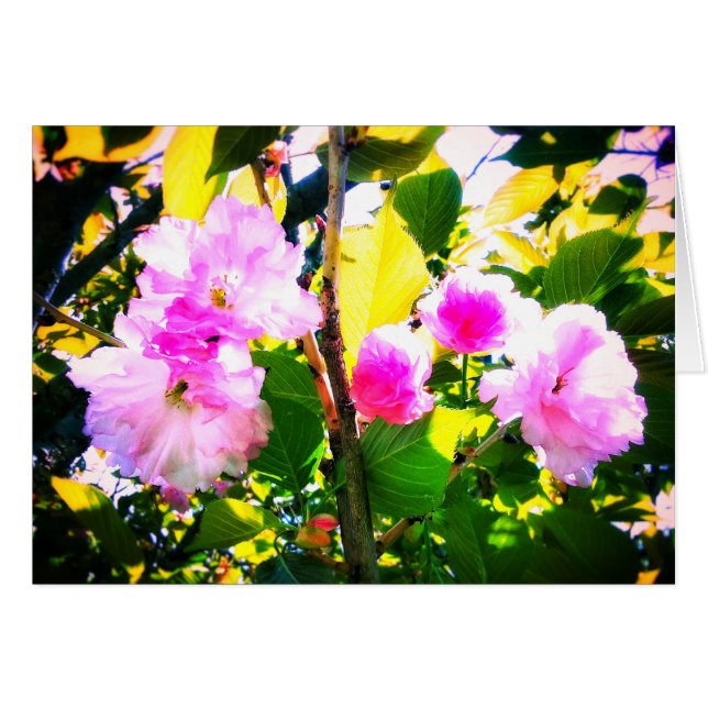 5つの桜の挨拶状 (正面横)