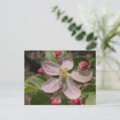 5つ星のリンゴの花の写真 ポストカード (スタンド正面)