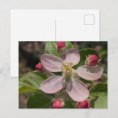 5つ星のリンゴの花の写真 ポストカード (正面/裏面)