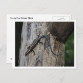 5スストライプのキック ポストカード (正面/裏面)