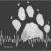 5トエットウルフカーシール シール (正面)