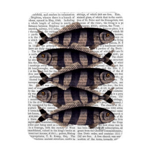 5匹のストライプのな魚 マグネット