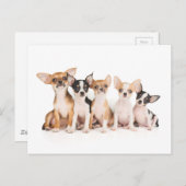 5匹の子犬 ポストカード (正面/裏面)