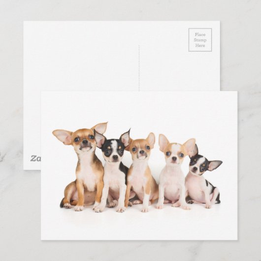 5匹の子犬 ポストカード (正面/裏面)