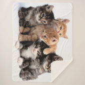 5子猫 シェルパブランケット (正面)