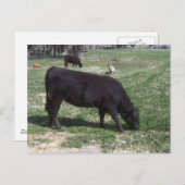 5月の放牧 ポストカード (正面/裏面)