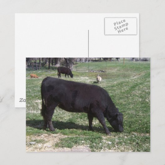 5月の放牧 ポストカード (正面/裏面)