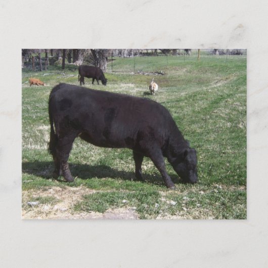 5月の放牧 ポストカード (正面)
