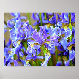 5月の美しい紫の虹彩 ポスター