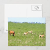 5月の翼：馬 ポストカード (正面/裏面)