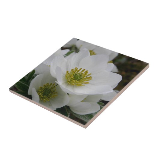 5月の花、アネモネのnarcissiflora タイル (側面)