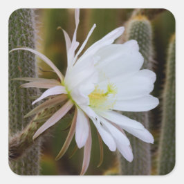 5月は庭で スクエアシール