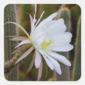 5月は庭で スクエアシール (正面)