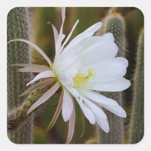 5月は庭で スクエアシール (正面)