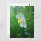 5月アップルの花はがき ポストカード (正面/裏面)