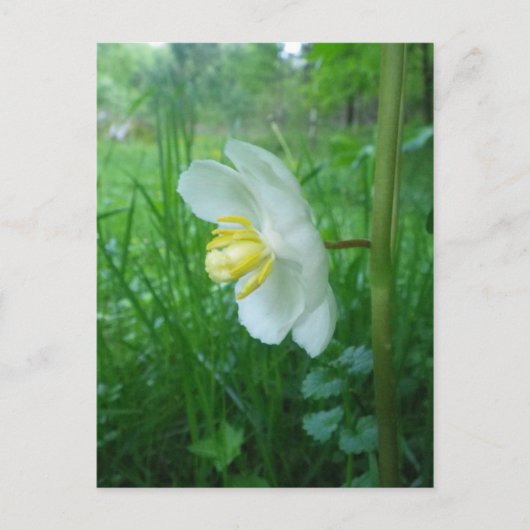 5月アップルの花はがき ポストカード (正面)