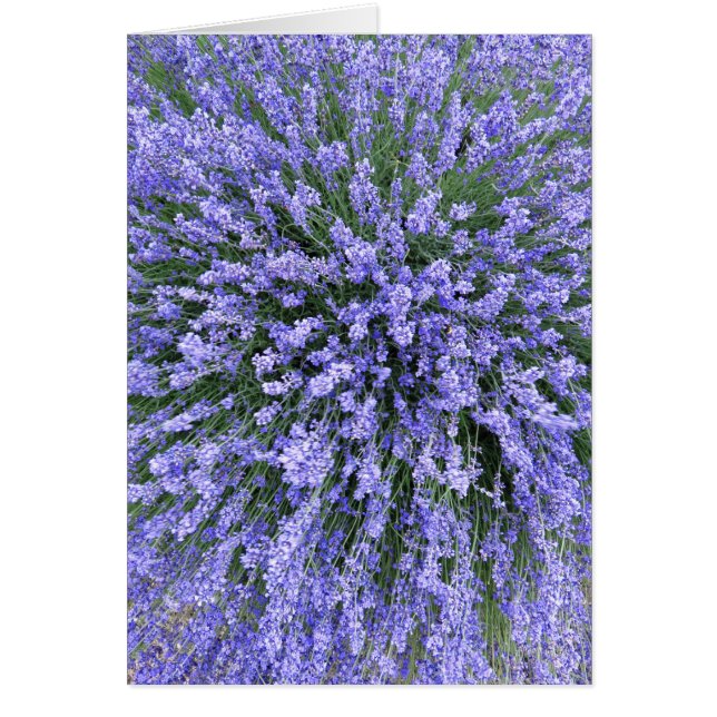 5月夜Salvia (正面)