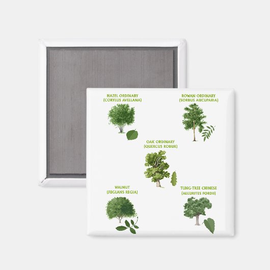 5本の木 マグネット (正面/裏面)