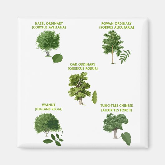 5本の木 マグネット (正面)