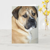 50位だが、それでも一番の犬 カード (黄色い花)