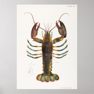 52 53アメリカロブスター(Homarus americanus) ポスター