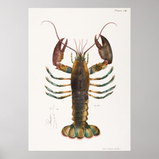 52 53アメリカロブスター(Homarus americanus) ポスター (正面)