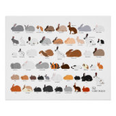 52 rabbit breeds chart ポスター (正面)