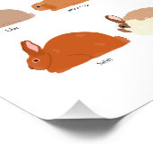 52 rabbit breeds chart ポスター (コーナー)