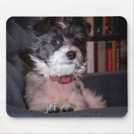 5328-メリーアンナ・ザ・パピジャックドッグ マウスパッド