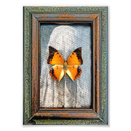 5"×7"のクロボシボタンゴチョウ フォトプリント