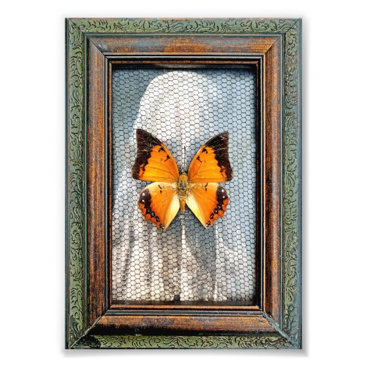 5"×7"のクロボシボタンゴチョウ フォトプリント (正面)