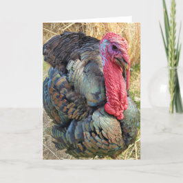 5"x7"折り畳みカード ||ストローのトーマス カード