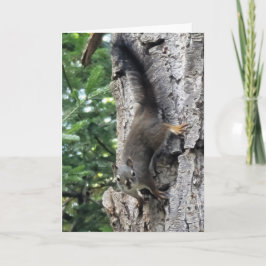 5"x7"折り畳みカード ||ファームリスの写真絵を描 カード