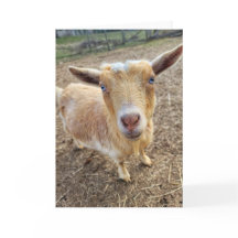 5"x7"折り畳みカード || Ginger