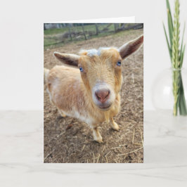 5"x7"折り畳みカード || Ginger カード