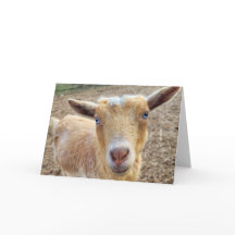 5"x7"折り畳みカード – h || Ginger