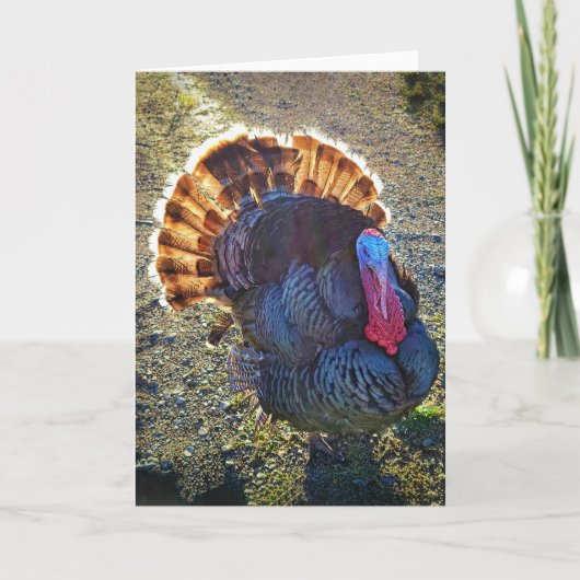 5"x7"折り畳みカード || Sunrise Thomas カード (正面)