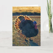 5"x7"折り畳みカード || Thomas a-Struttin' カード (正面)