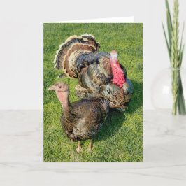 5"x7"折り畳みカード || Thomas & Henrietta カード