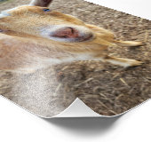 5 x 7インチのフォトプリント || Ginger フォトプリント (角)